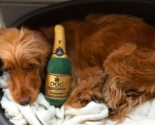 The Mitre - A Dog Friendly Pub in Richmond