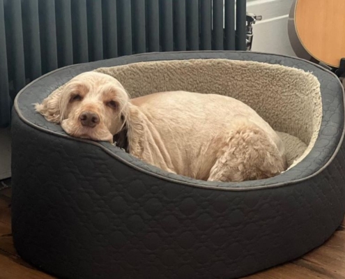 Looking for Dog Friendly Pubs Near Twickenham? Visit The Mitre in Richmond