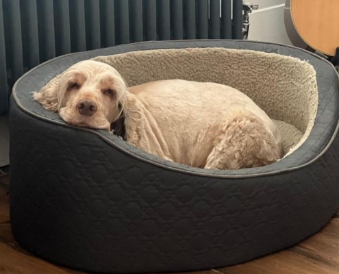 The Mitre: One of the Best Dog Friendly Pubs Near Kew